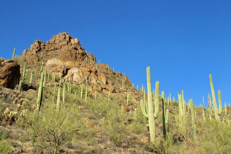 Bobcat still on loose after attacking 66-year-old man in Saguaro