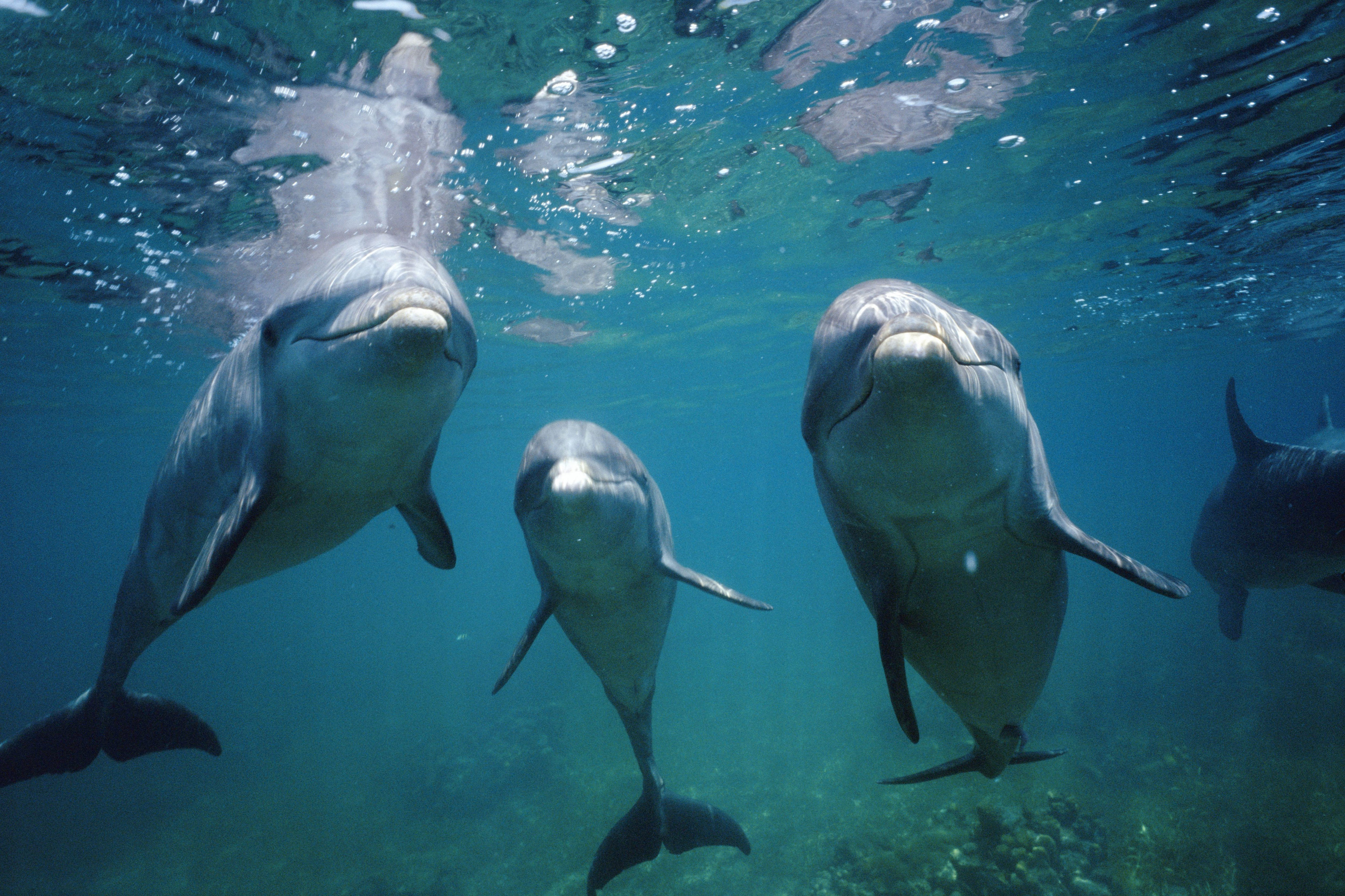 Дельфин живет лет. Семейство дельфиньих. Дельфин фото. Семья дельфинов. Дельфины под водой.