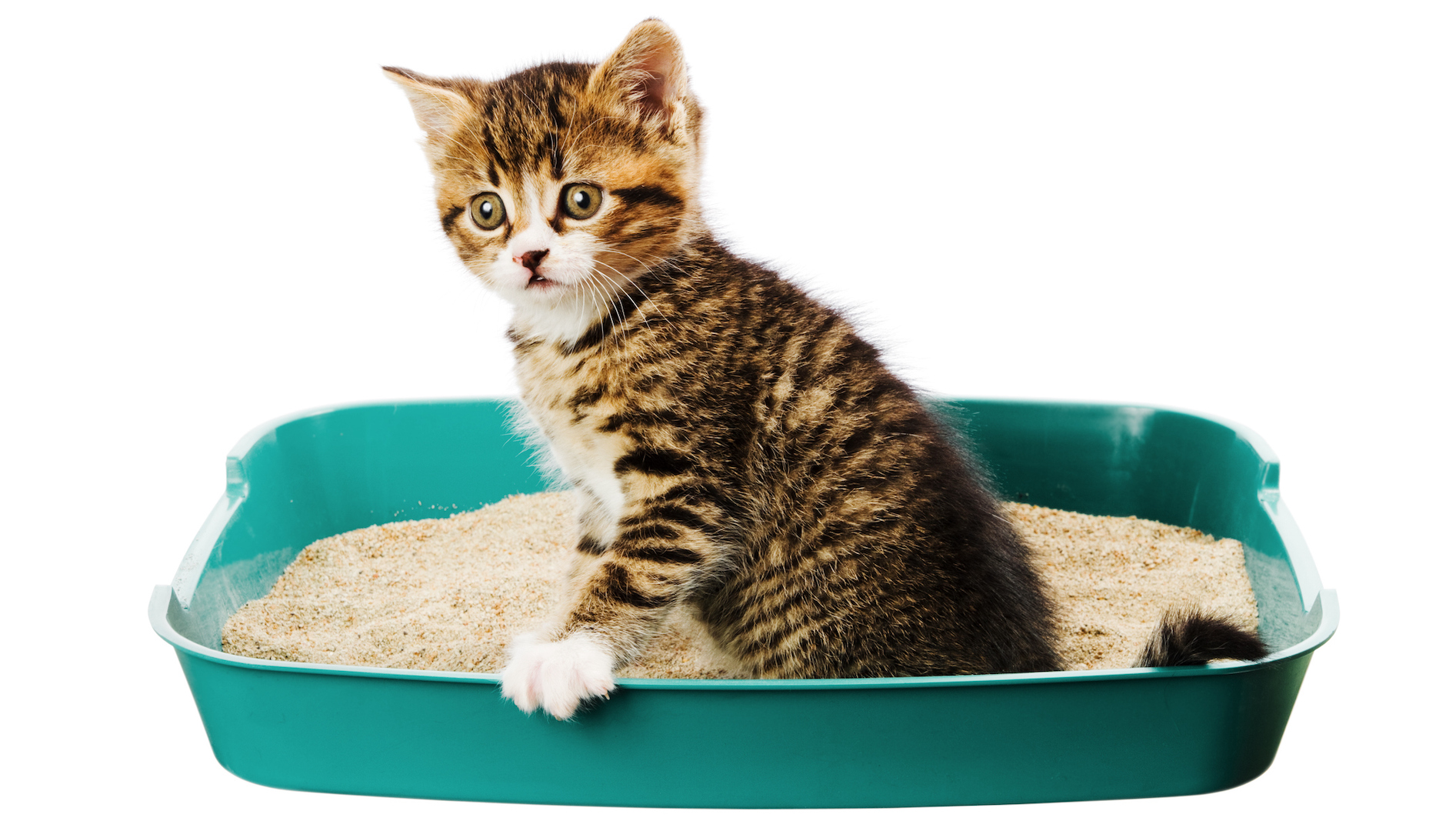 Cat Litter Box Silicone