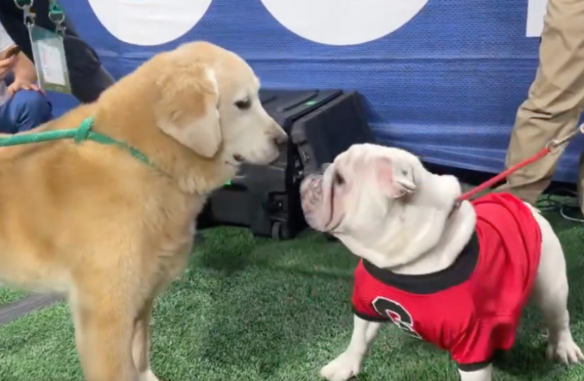 Kirk Herbstreit's Dog, Ben, Meets Georgia Bulldogs Mascot Uga In Viral ...