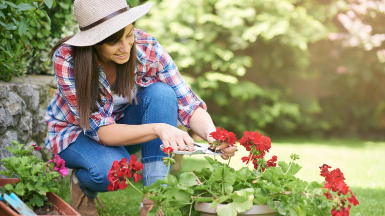 11 Reasons Your Geraniums Are Dying (And How To Fix It)