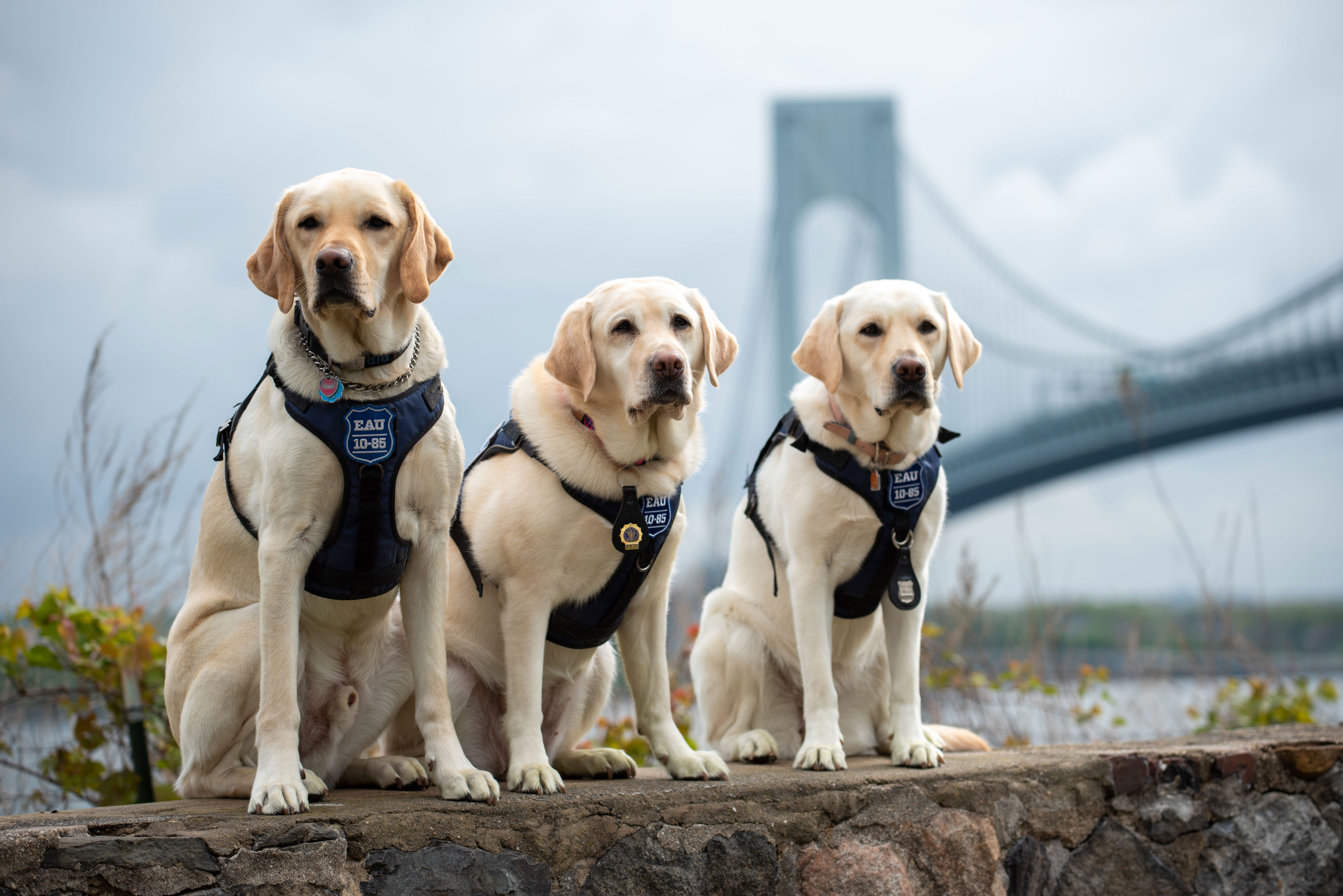 Ruff year Fourlegged NYPD crime fighters grace annual calendar