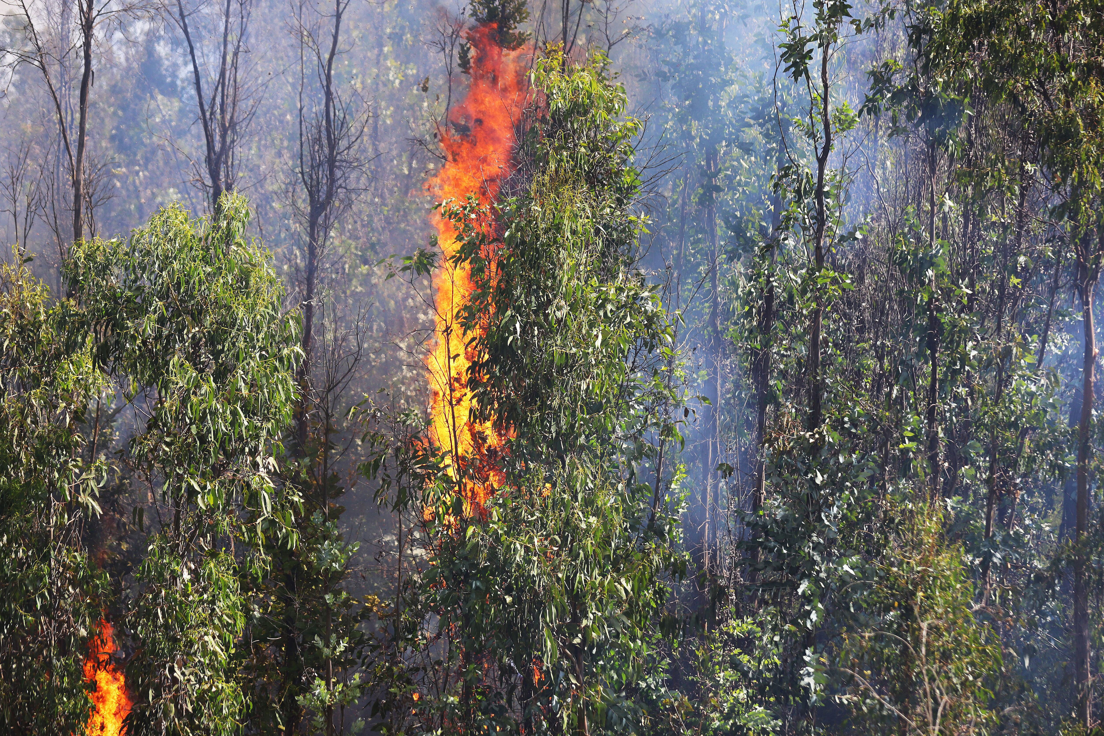 senapred declara alerta amarilla en quilpué por incendio forestal: hay al menos 50 hectáreas afectadas