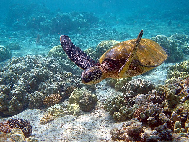 <p>There are <strong>seven species of sea turtles</strong> -six of which are found swimming in every ocean except for the Arctic and Antarctica. The seventh species of sea turtle, the flatback, lives only in the waters around <a href="https://www.animalsaroundtheglobe.com/australia-animals/" rel="noreferrer noopener">Australia</a>. </p> <p>Sea turtles grow 2 – 7 feet long in length and weigh 70 – 1500 pounds. Given that there are seven species of sea turtles, the <a href="https://www.animalsaroundtheglobe.com/heaviest-reptile-in-the-world/">leatherback is the largest sea turtle</a> and can weigh up to 2,000 pounds. In addition, sea turtles are omnivores. </p> <p>It should be known that sea <a href="https://www.animalsaroundtheglobe.com/irwins-turtle-steve-irwins-son-robert-breeds-rare-turtle-named-after-his-father/">turtles </a>make long migrations between feeding and breeding zones. </p> <p>For instance: the leatherback turtle travels around 3,500 miles each way between feeding and breeding. Regarding gestation, sea turtles will mate at sea, and then on the beaches, they lay their eggs. After digging a hole in the sand to deposit their eggs, they cover the hole back up and return to the waters. <a href="https://www.animalsaroundtheglobe.com/all-about-baby-turtles/" rel="noreferrer noopener">Learn more about baby turtles here</a>.</p> <p>Around 60 days later, the eggs hatch, and tiny turtles make their way to the water – often at night time in order to avoid any potential threats to the young turtles. </p> <p><a href="https://www.animalsaroundtheglobe.com/heaviest-reptile-in-the-world/" rel="noreferrer noopener">Did you know that the leatherback sea turtle is the heaviest reptile in the world?</a></p>