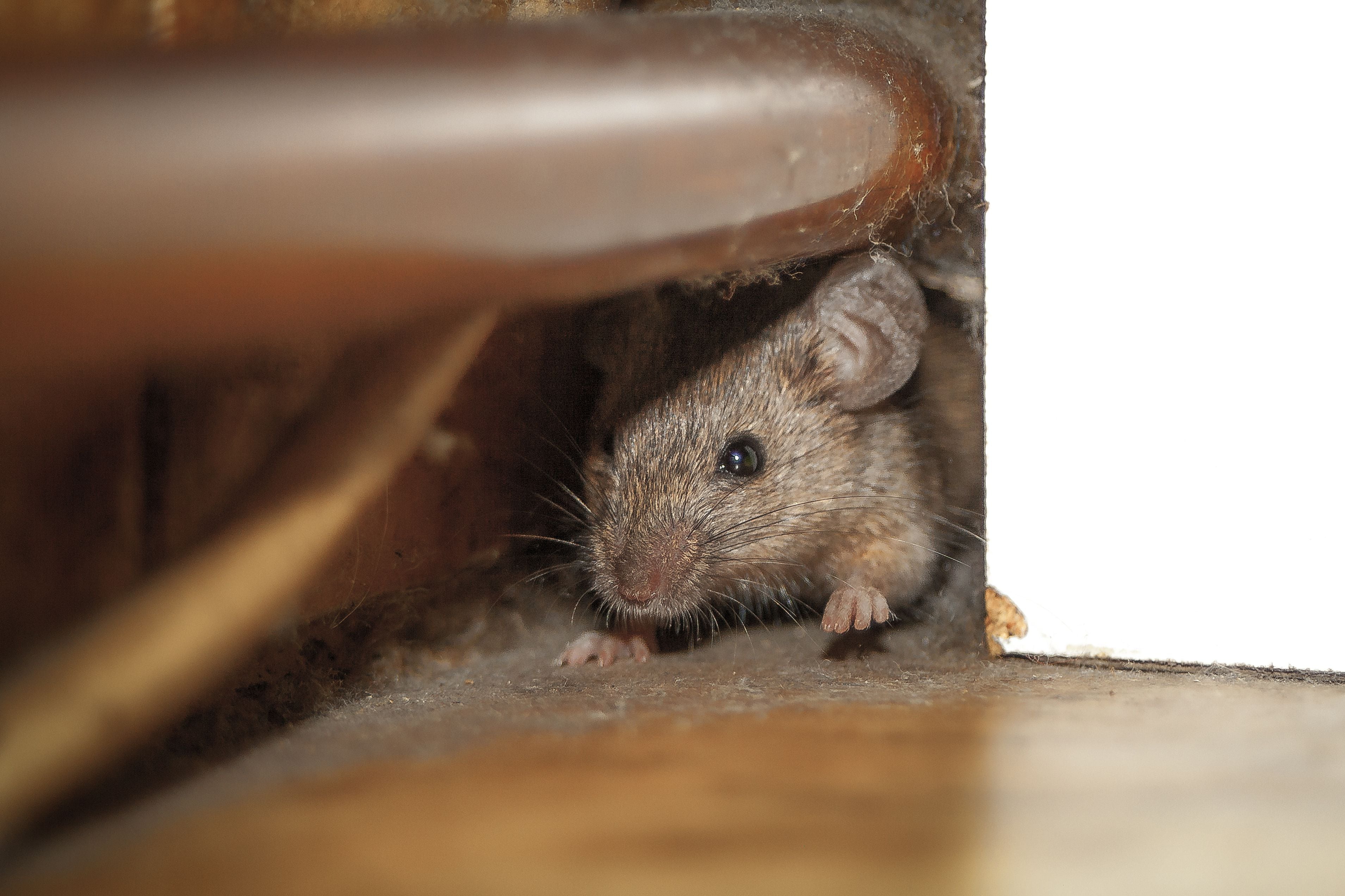 Мыши на участке. Домик мышки полевки. Мыши в доме. Дом Миши. Мышь в квартире.
