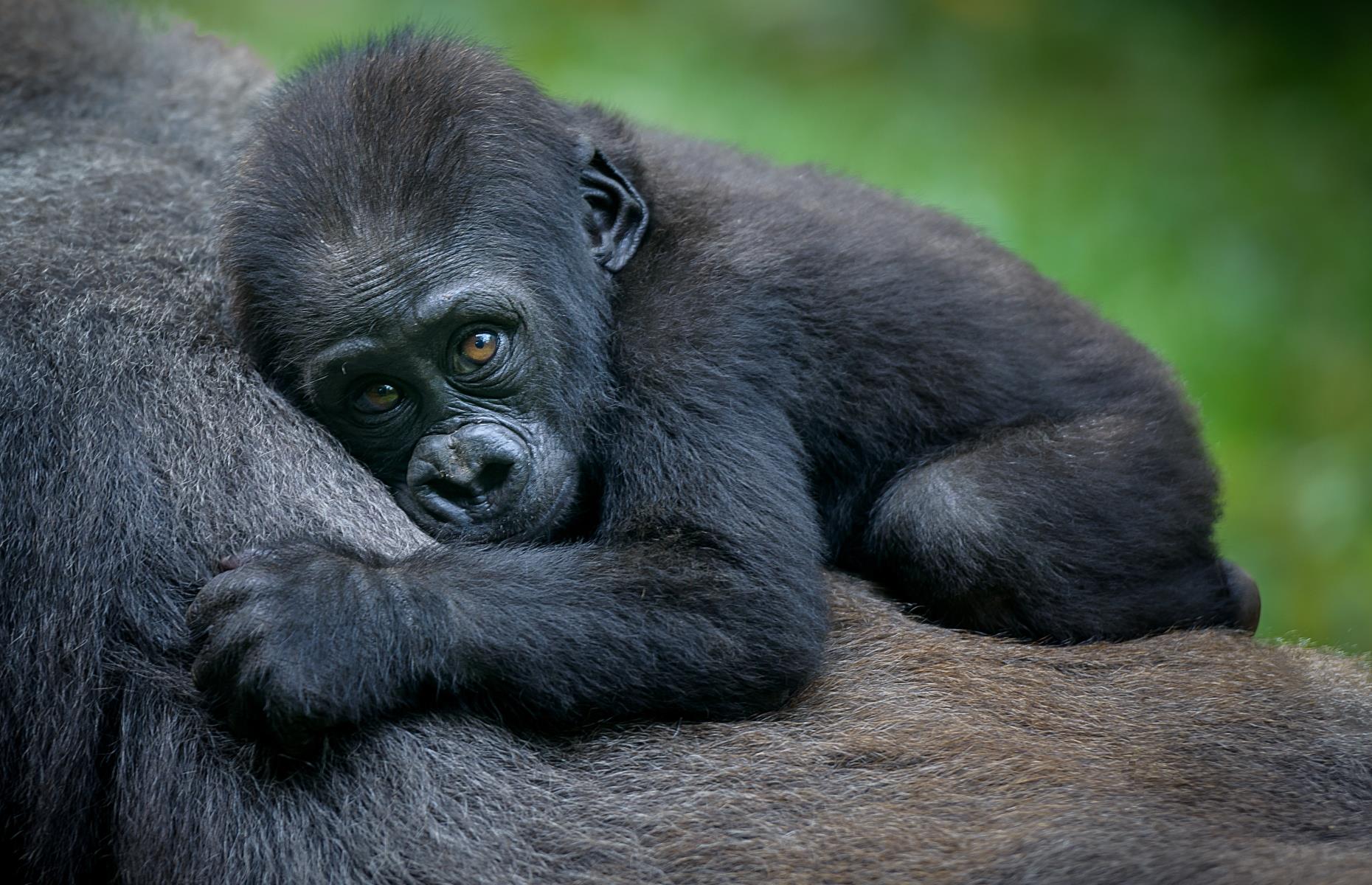 31 incredible wild animals at risk of extinction