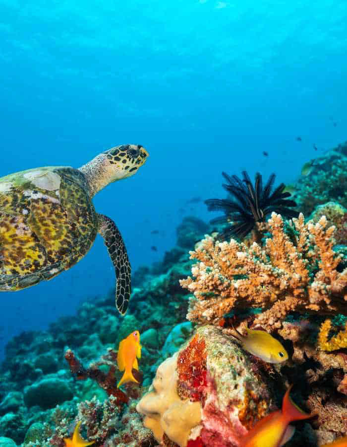 national marine park of cozumel