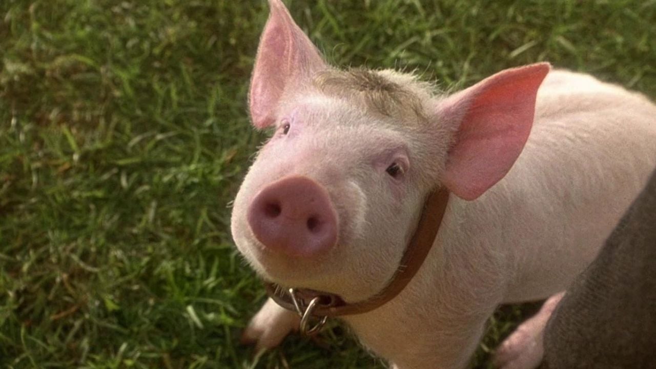<p>A pig raised by sheepdogs learns to herd sheep with a little help from a farmer (James Cromwell) in this touching adaptation. Directed by Chris Noonan, this charming <a href="https://wealthofgeeks.com/whimsical-and-clean-movies/">family movie</a> has the feel-good message of never underestimating something just because it’s not acting in the expected way.</p><p>This wholesome movie features lovable characters, quaint locations, and an adorable talking pig. <em>Babe</em> ultimately tells a story about people born into certain roles, even if they don’t suit their skills. </p>