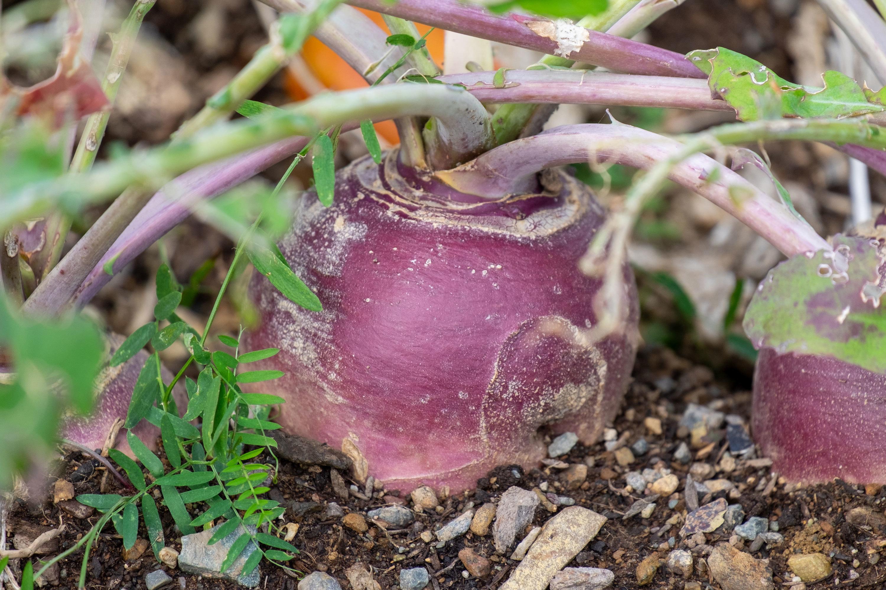 potager : 5 légumes à planter pour faire des soupes originales