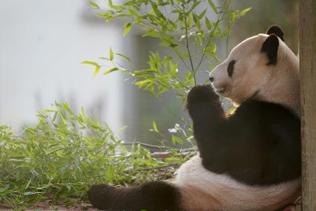 Yang Guang enjoys some bamboo on the final day the public can visit the pandas at Edinburgh Zoo (Jane Barlow/PA) (PA Wire/PA Images - Jane Barlow)