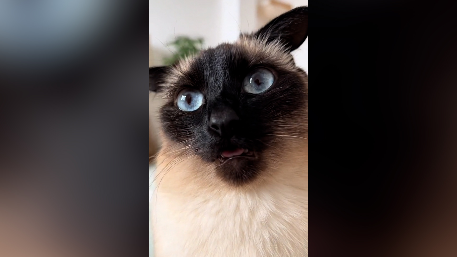 Cat's Reaction To Being Stroked Has Everyone Thinking The Same Thing