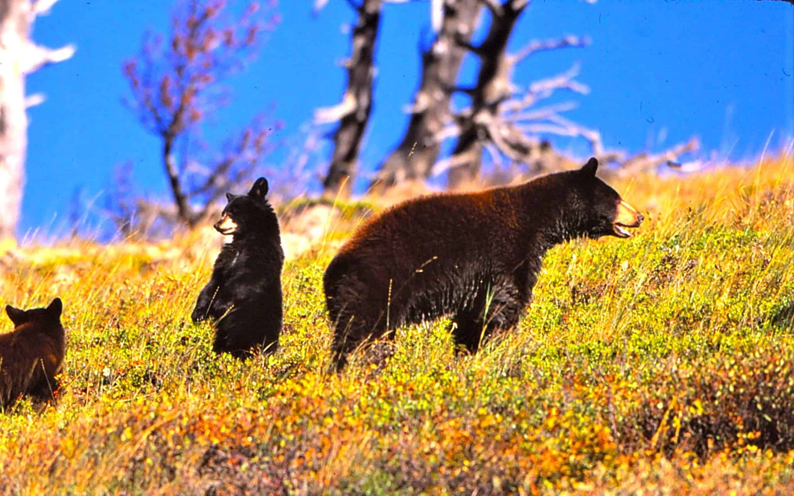 What Do Grizzly Bears Eat? Their Diets Explained