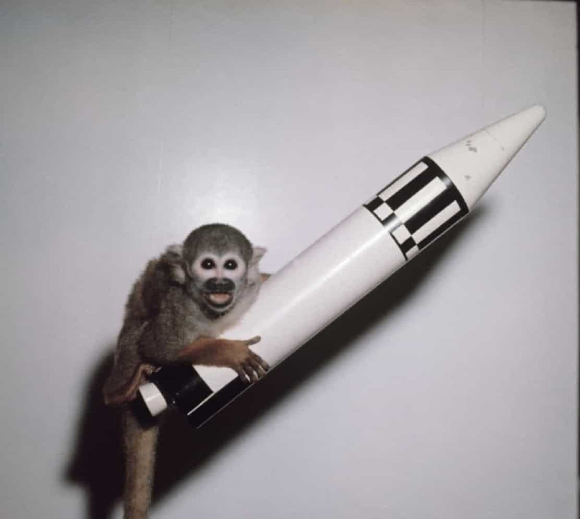 Critters of the final frontier: animals that have been to space