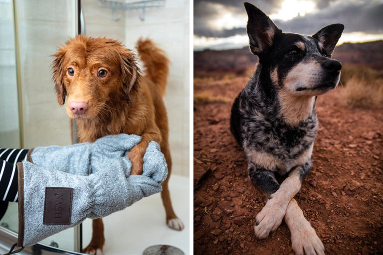 what-to-do-about-dogs-with-dry-skin