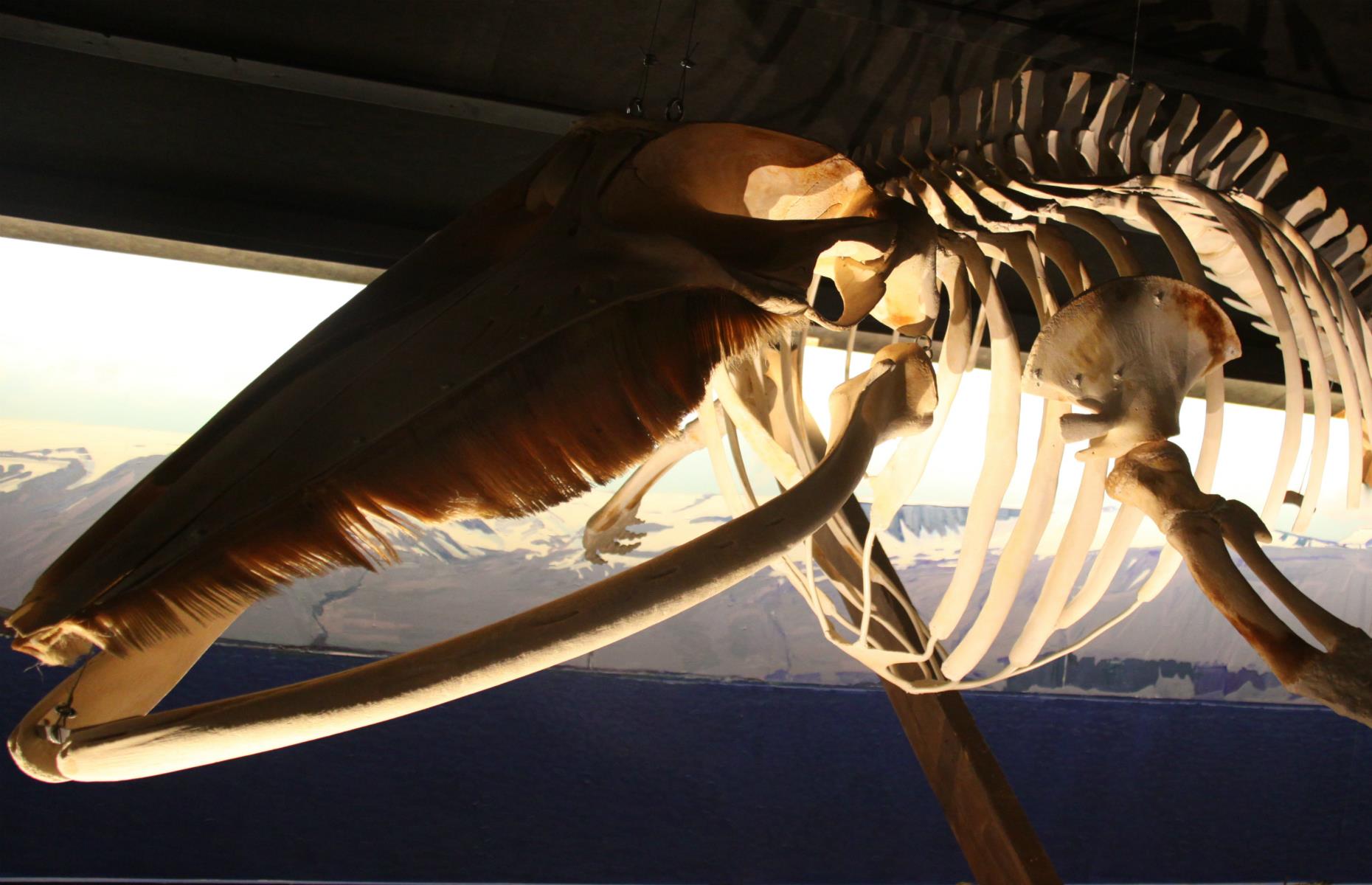 <p>It's all about the whales in this part of the country, so while you're here take time to visit the Whale Museum. It's a small but fascinating exhibition with the skeletons of 10 different species of whales that inhabit the waters around Húsavík.</p>  <p>The highlight is the Narwhal specimen with its unicorn-like horn protruding from its skull. The museum is dedicated to the preservation of whales, and has even received a UN award for environmental tourism.</p>