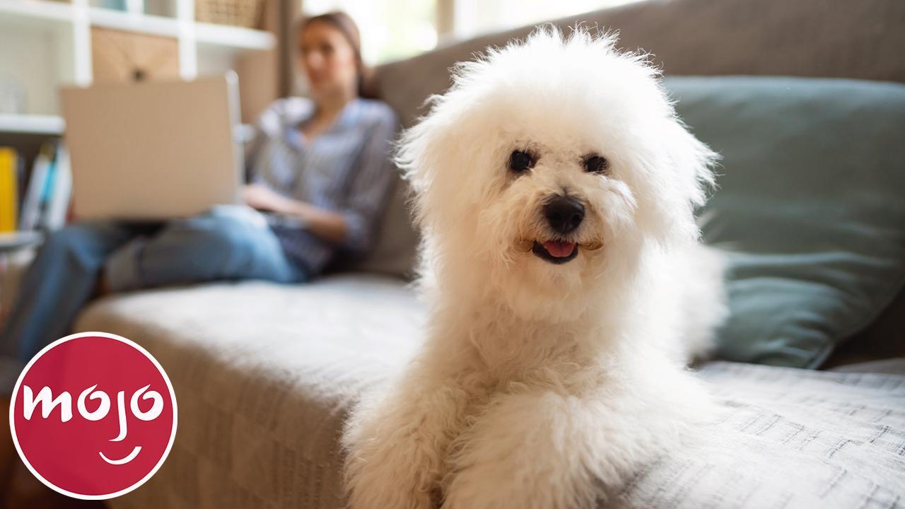 Top 10 Best Dog Breeds For Apartments