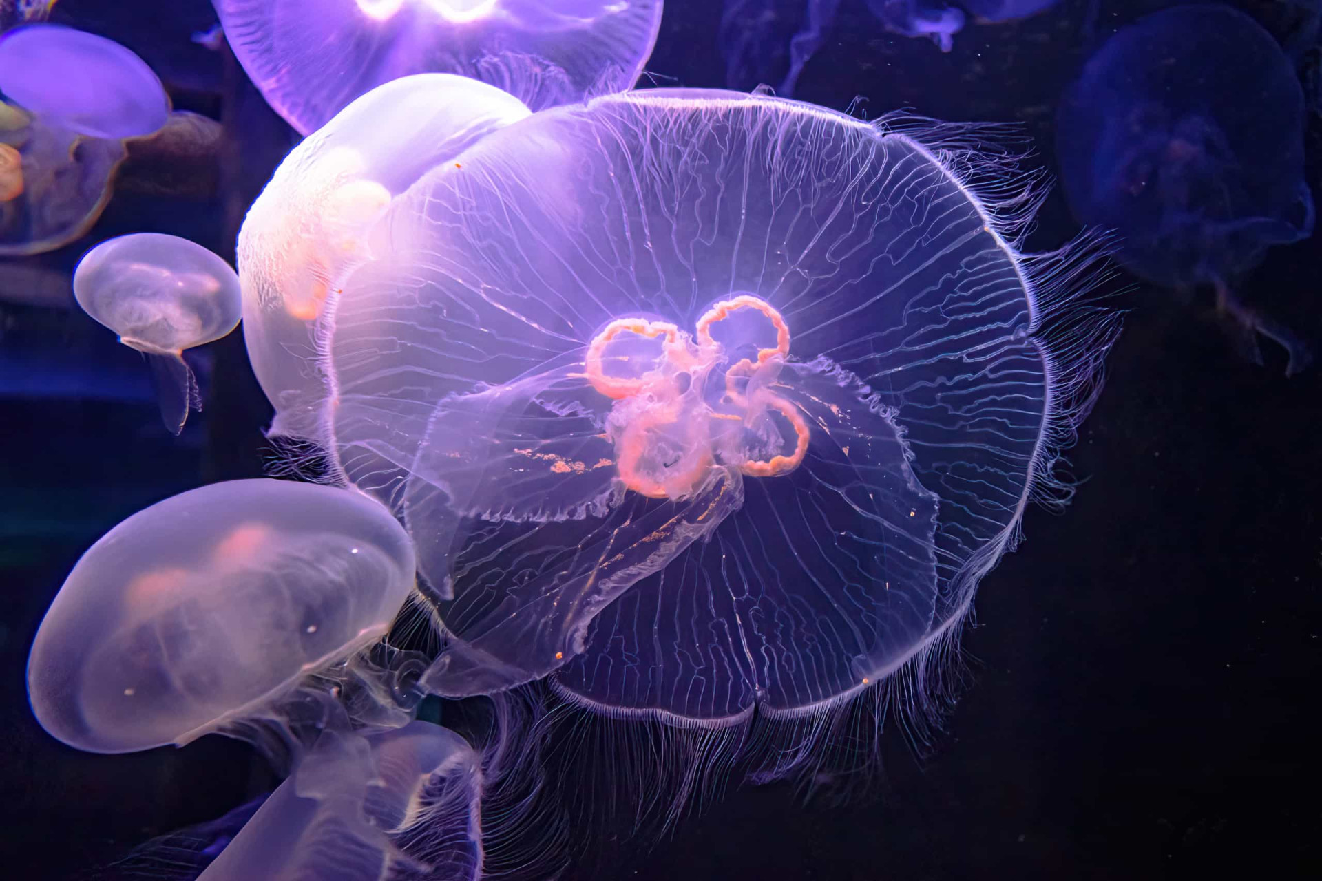 Mesmerizing jellyfish that look like they're from outer space