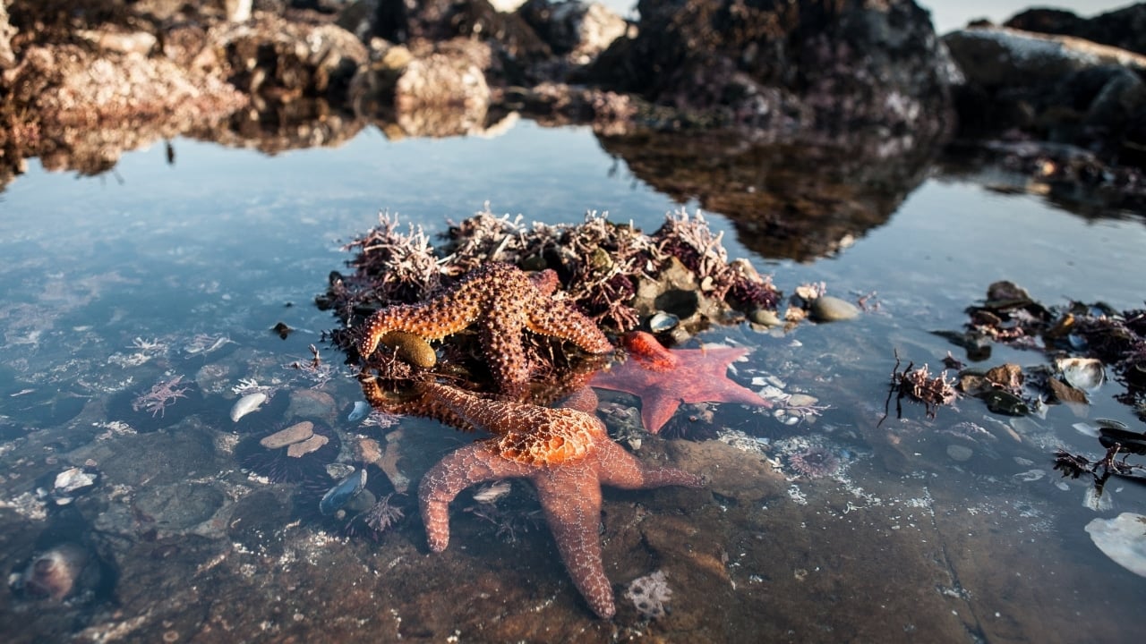 <p><span>Tide pools are an isolated pocket of seawater that collects from the tide coming in. In Destin, The Norriego Point Tide Pools form from rocks and are roped off for guests to enjoy. Walk along the shallow water and look for hermit crabs, starfish, and fish. </span></p>