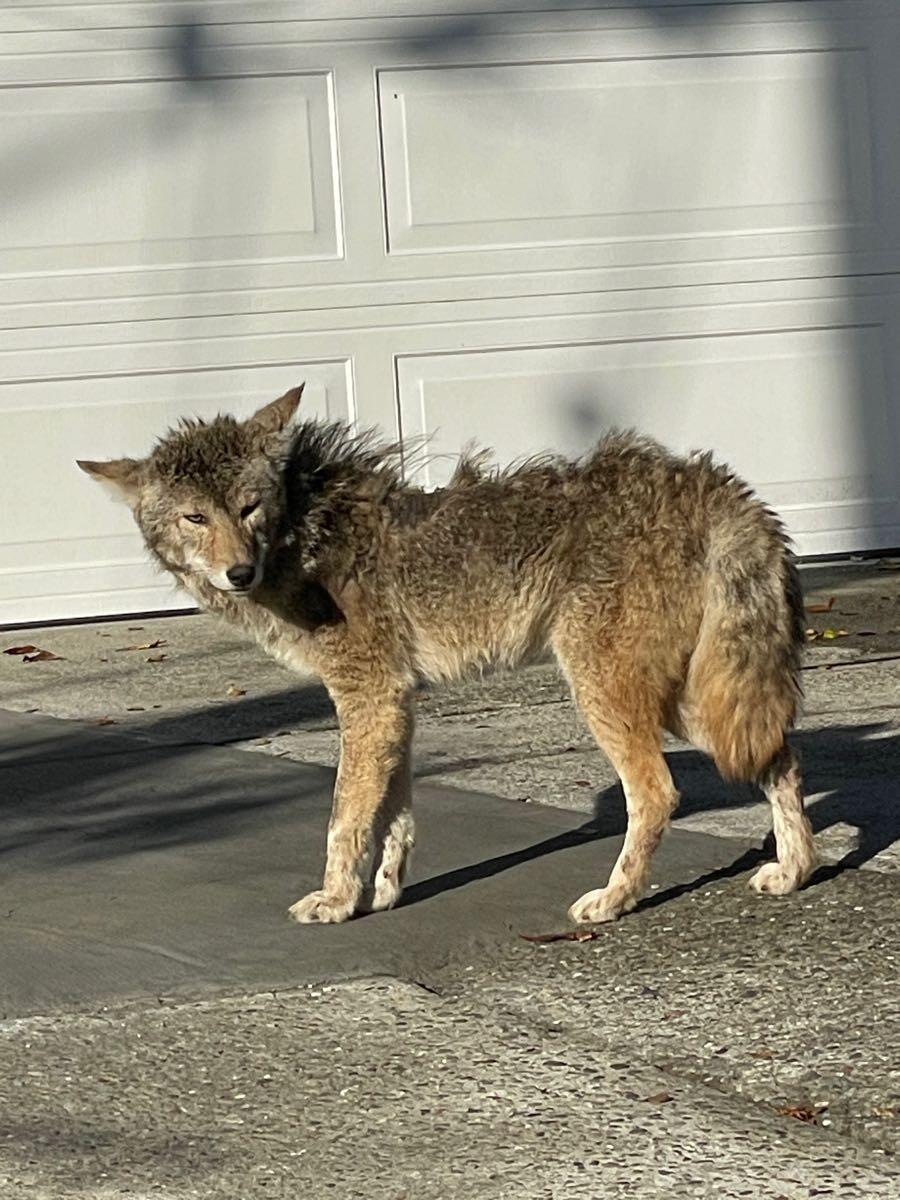 This Incredibly Sick Coyote Keeps Turning Up In Our Yard And I M   AA1kc3mj.img