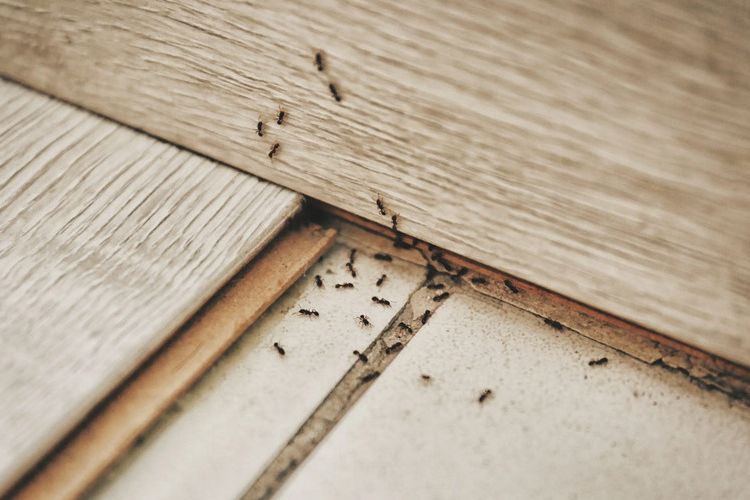 baunya dibenci semut, 7 bahan dapur ini bisa usir semut dari rumah