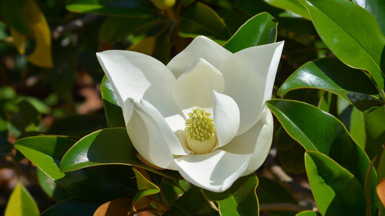 The Gorgeous Magnolia Tree Variety That's Easy To Take Care Of