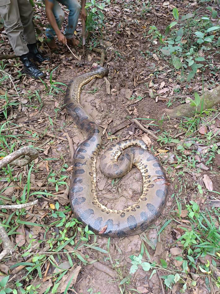 Pai viu cobra enrolada nas pernas do filho no interior de Gois Foto: Patrulha Rural/PM-GO