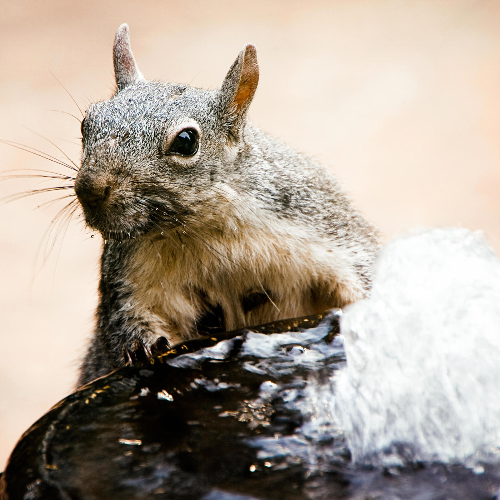 These squirrels are latest species to become endangered in Washington state