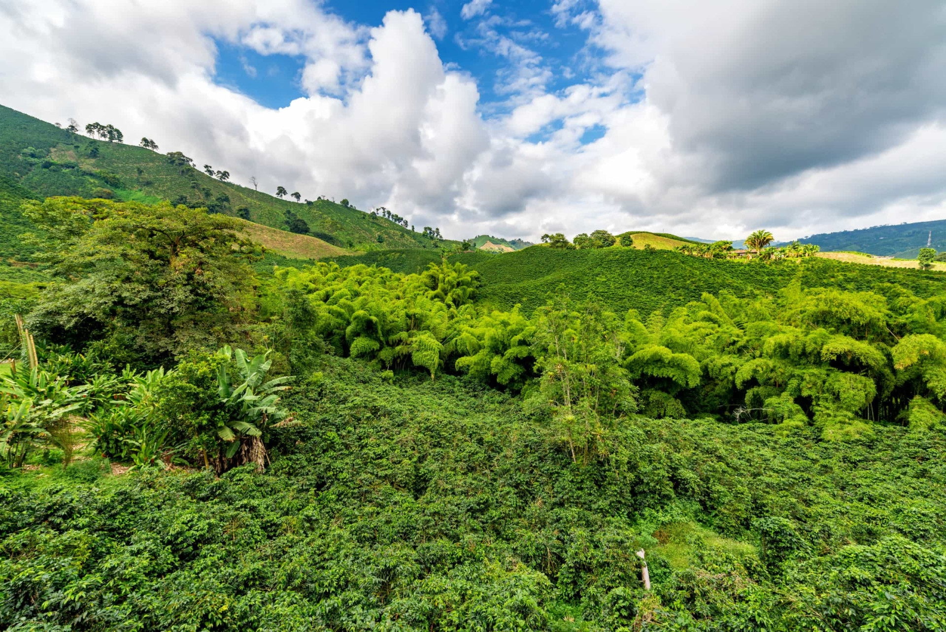 Location: Caldas, Quindio, and Risaralda Departments<br>Criteria: Cultural<br>Year established: 2011<br>Description: Colombian coffee is renowned the world over for its quality and delicious taste. The 100-year-old coffee cultivation is emblematic of Colombian culture and has impacted social traditions in music, architecture, education, and cuisine.<p>You may also like:<a href="https://www.starsinsider.com/n/456388?utm_source=msn.com&utm_medium=display&utm_campaign=referral_description&utm_content=413555v12en-us"> World records that Guinness refuses to accept</a></p>