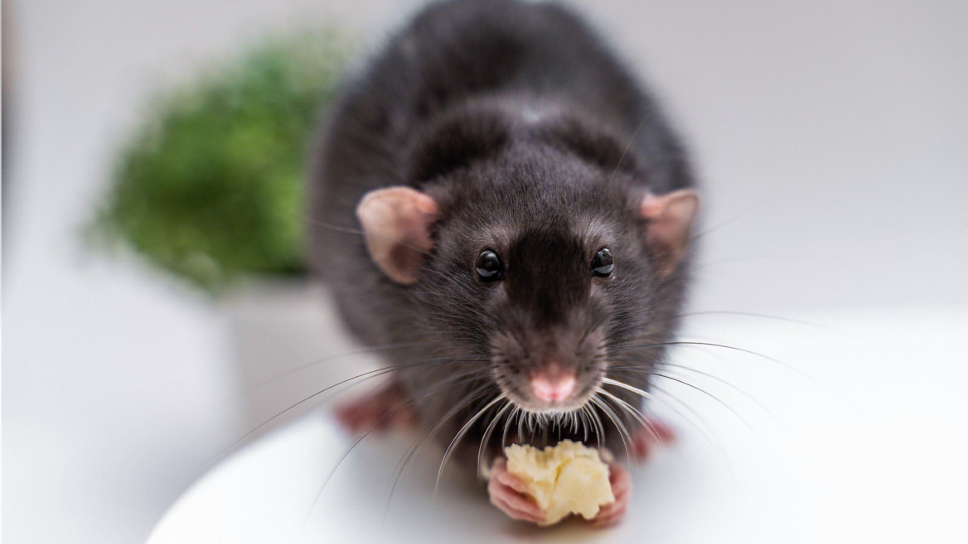 ¿cuánto tiempo puede vivir una rata sin agua ni comida?