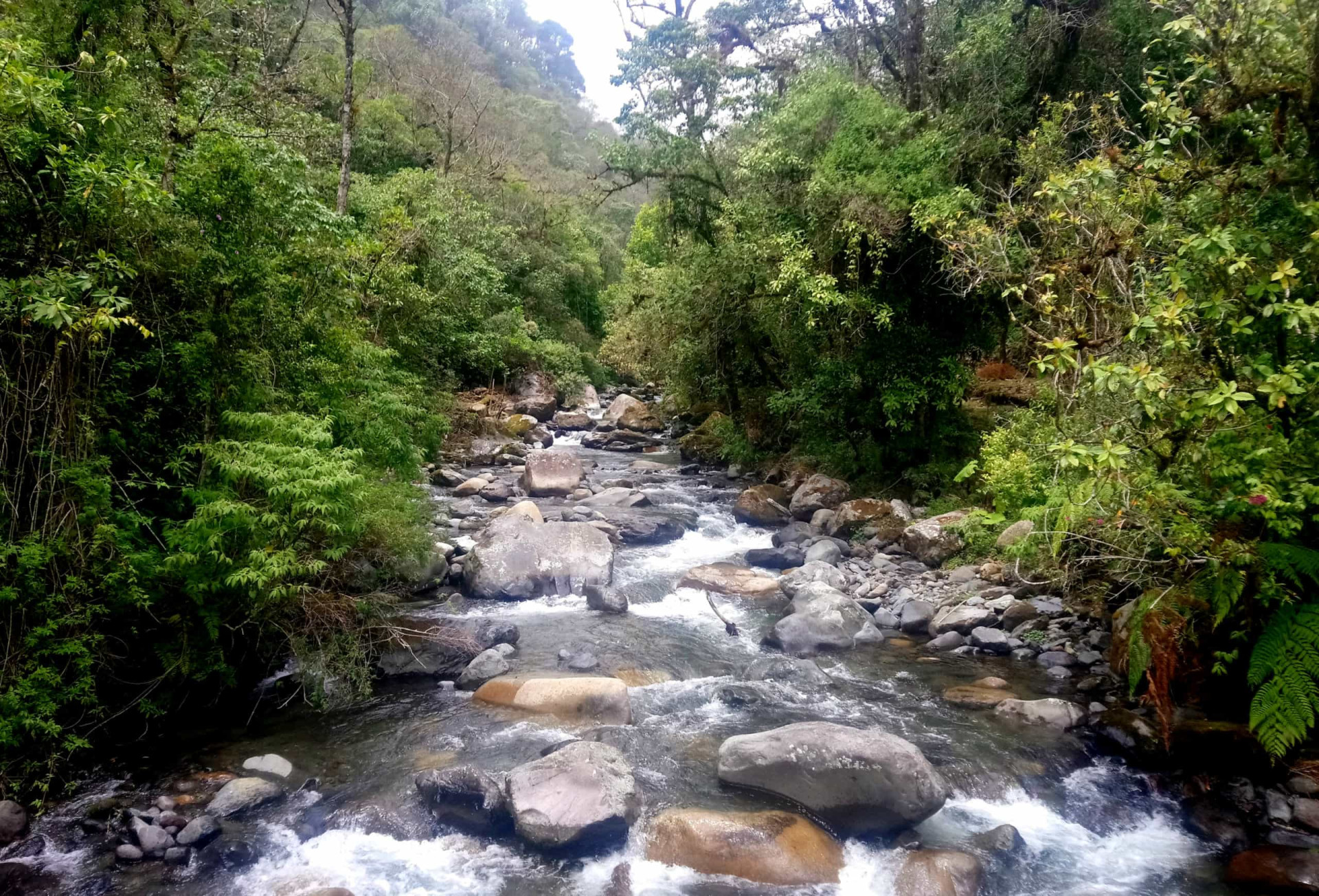 <p>Location: Antioquia and Choco Departments<br>Criteria: Natural<br>Year established: 1994<br>Description: Embedded in the Darién Gap, the break across the South American and North American continents, the park encompasses an extraordinary diversity of plant and animal species (it contains over 25% of the bird species reported for Colombia).</p>