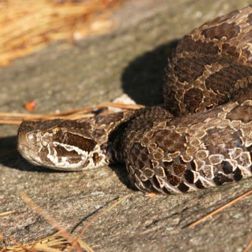 Guide to Rattlesnake-Free States in the US