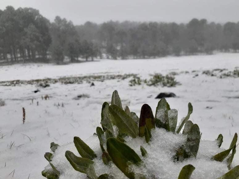 alertan por posible caída de nieve en tamaulipas por llegada de primer tormenta invernal