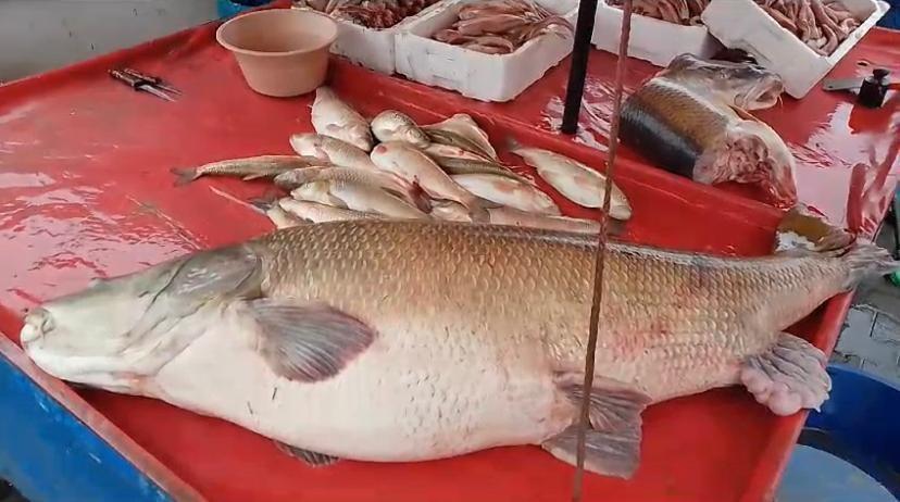 110 kiloluk turna balığı yakalandı! kilosu 250 tl'den satılacak