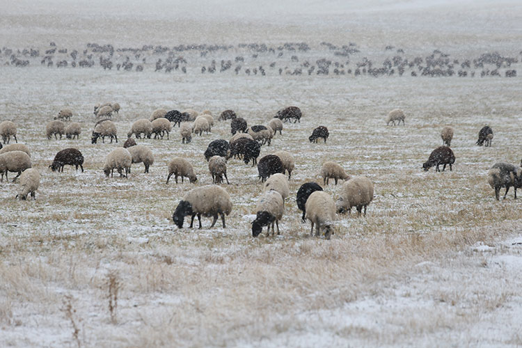 kars'ta göçerlerin binlerce hayvanla kar yağışı altında zorlu yolculuğu başladı