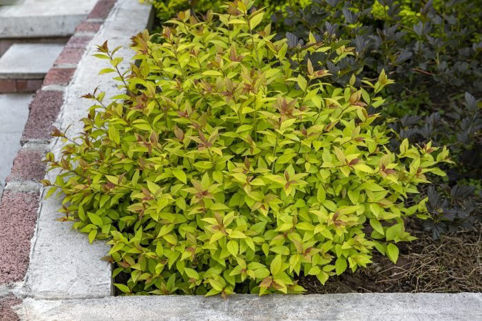 10 Shrubs That Add Seasonal Color To Your Garden