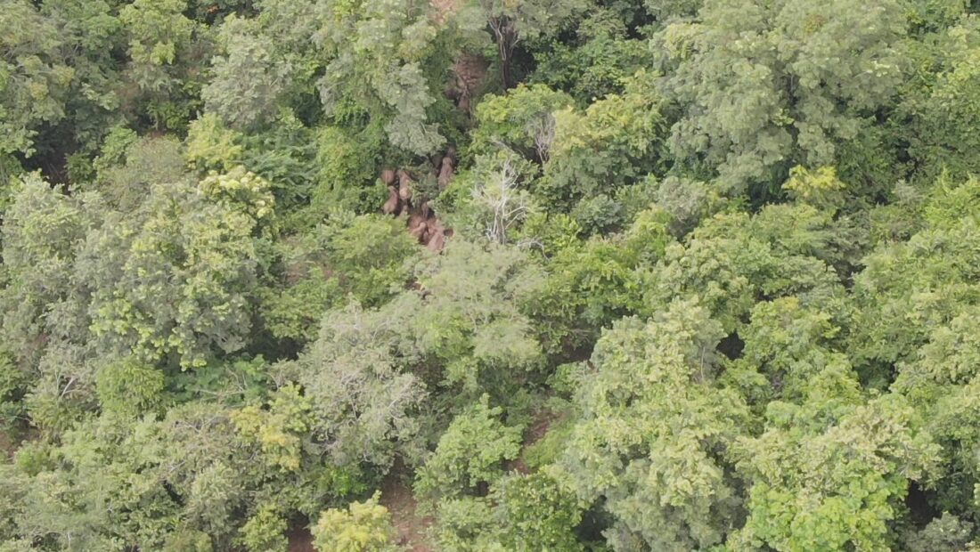 ‘อช.ทับลาน’ เด้งรับนโยบายอธิบดีอุทยานฯ เตรียมกักบริเวณดัดนิสัยช้างป่าเกเร
