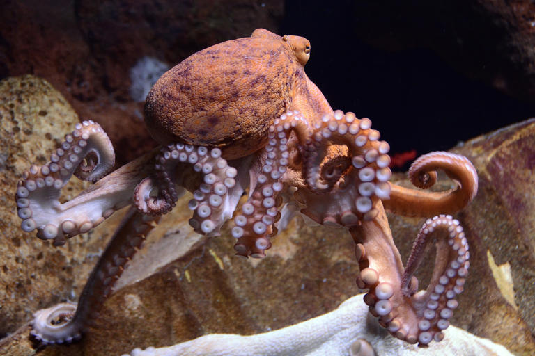 Soft robots are inspired by the flexibility and adaptability found in nature, such as in the movement of animals like octopi.