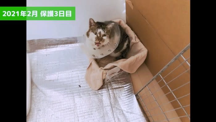 ケガをした野良猫を保護して1年…心温まる成長の記録に『幸せな気持ちになりました』『最初から愛に溢れてて素敵』