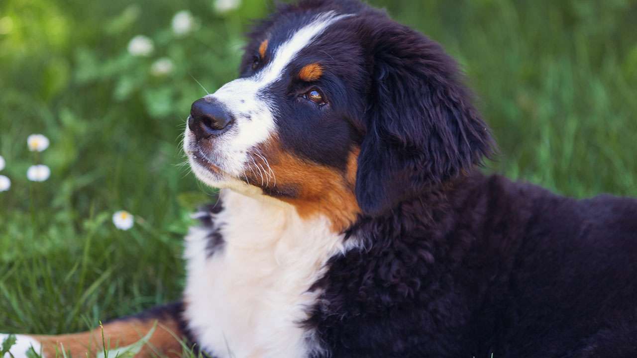 <p>Bernese Mountain Dogs are large, gentle dogs that are known for their intelligence, loyalty,<span> and affectionate nature.</span><span> They are also very good at following commands and can be trained to perform a variety of tasks. </span></p>