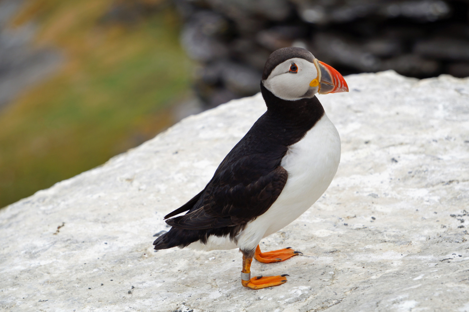 <p>Puffins nest on Skellig Michael, which is home to a breeding colony from May to August. Each year thousands of puffins descend here, to raise their young.</p>
