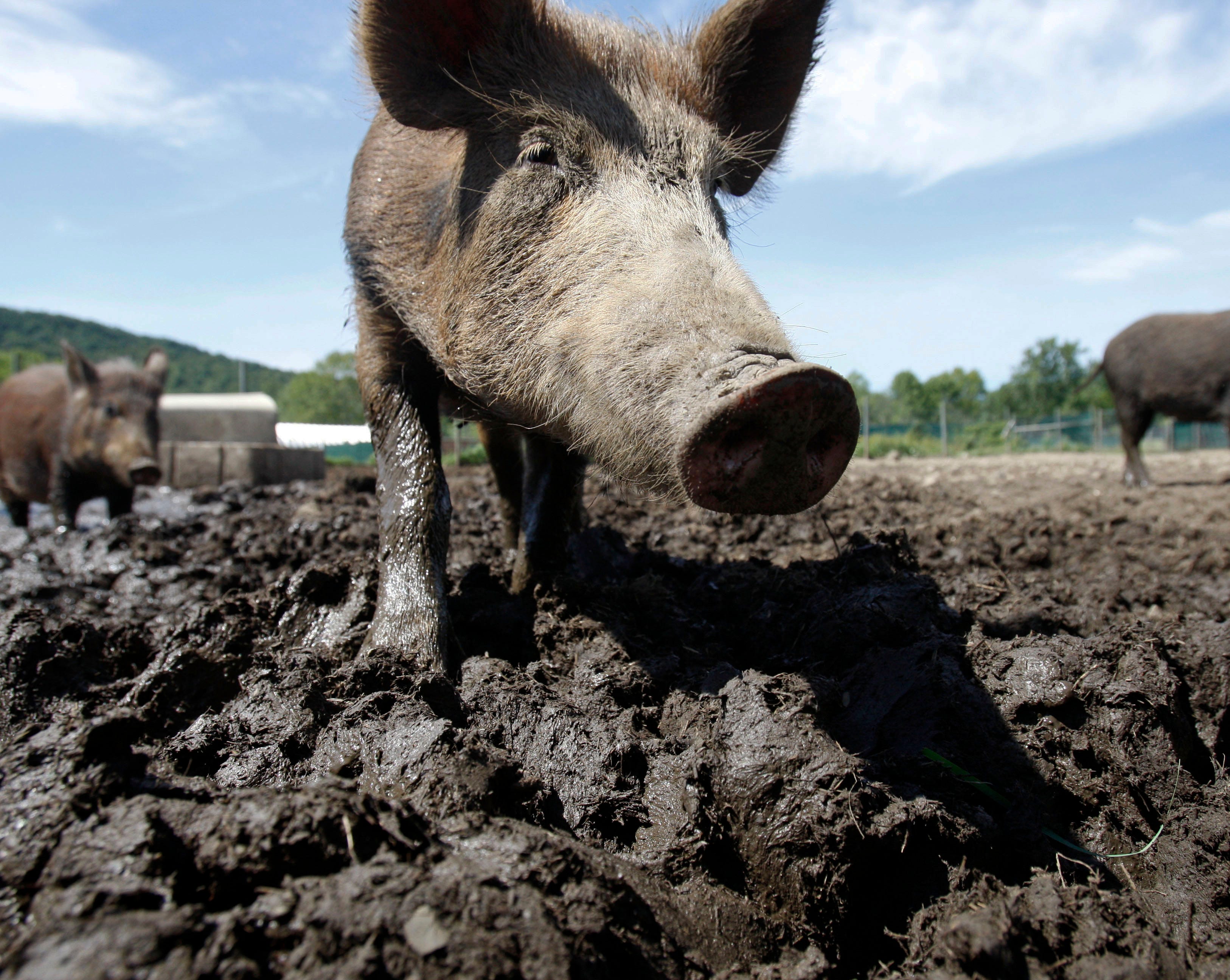 america's got a $2.5 billion wild hog problem. these states see the worst of it.