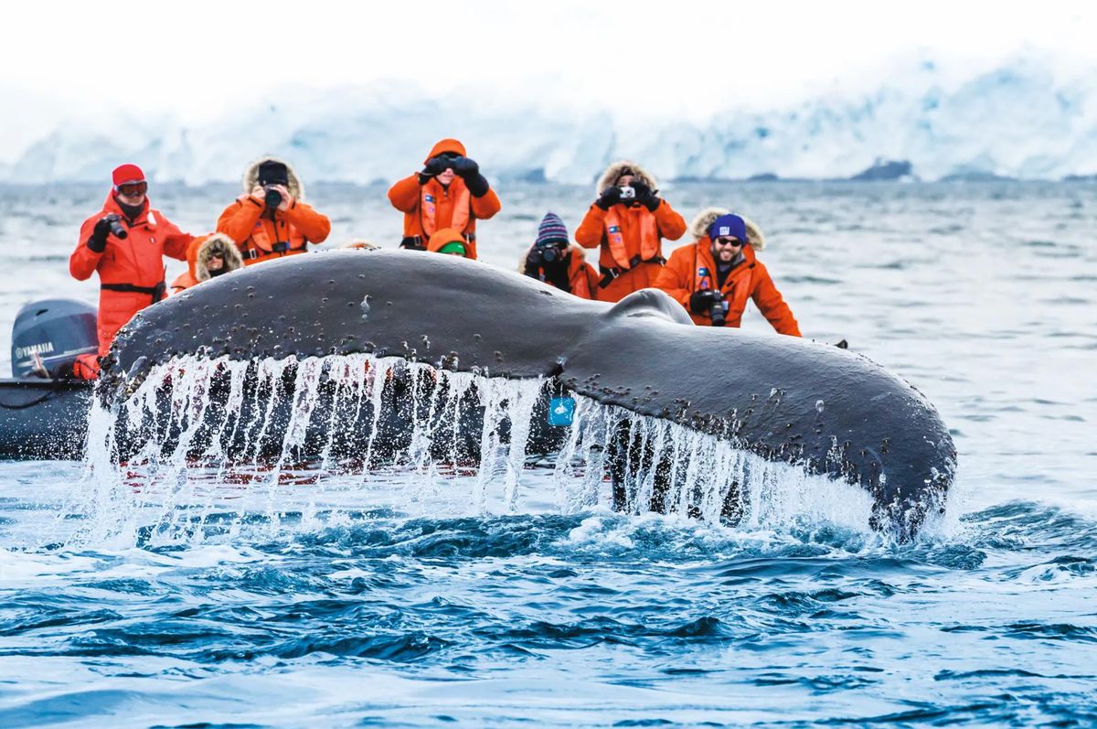 <p><a href="https://www.expeditions.com/expeditions/journey-to-antarctica-the-white-continent">Lindblad Expeditions-National Geographic</a> takes you to places you've never thought you'd go. Embark on the <a href="https://www.redbookmag.com/life/g43878486/the-worlds-10-most-adventurous-cities-to-visit-in-your-lifetime/">trip of a lifetime</a> to explore the Antarctic Peninsula, where endless stretches of white mountains extend to the horizon and colossal glaciers sculpt icebergs that cascade into the sea. Aboard the ship are an array of experts to learn from about the wildlife and region. </p><p>Glide around massive icebergs in Zodiacs, take a hike, go kayaking, and even cross-country skiing. Perhaps the most adventurous part of the trip is taking the voyage through the Drake Passage which is arguably the roughest waters on the planet. </p>