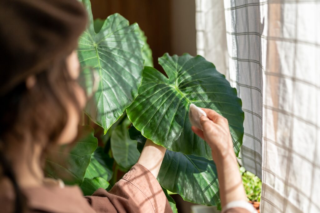 6 conseils pour bien prendre soin de ses plantes d’intérieur en hiver
