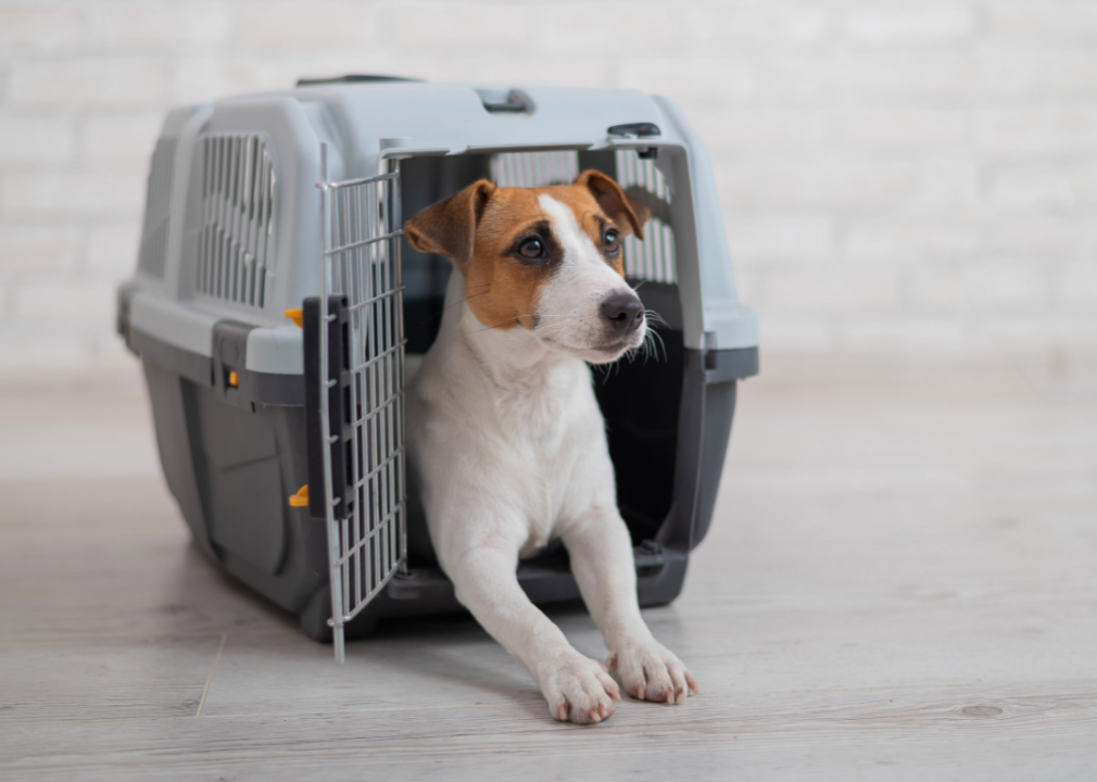 See How 5 Major US Airlines Pet Policies Stack Up   AA1kj3Qd.img