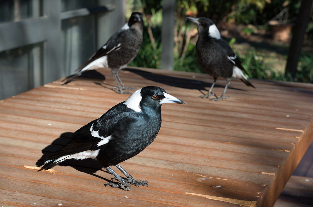 Австралийская сорока. Сороки в Австралии. Австралийская сорока фото. Eostres Gift more Australian Magpies my girls.