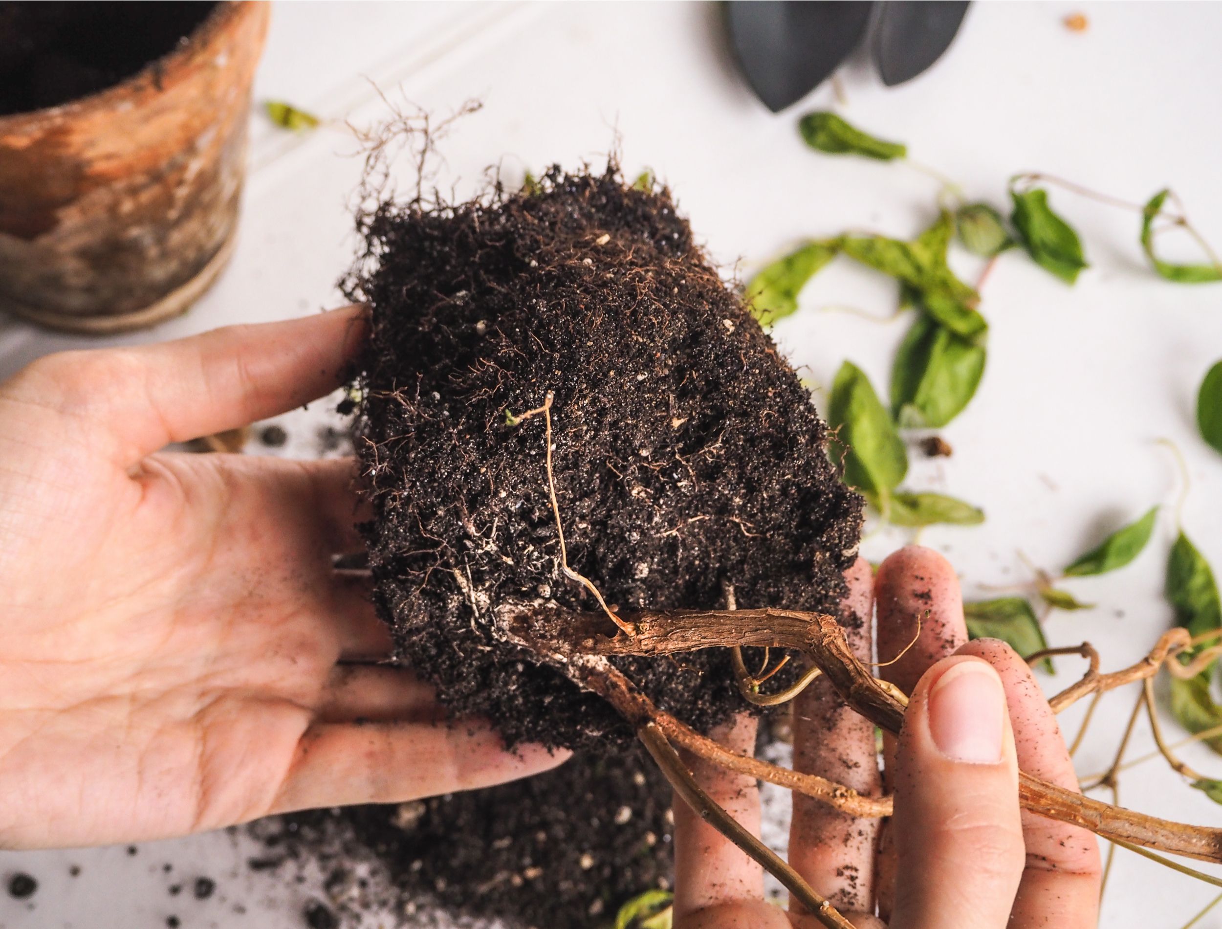 Почему растения гибнут. Льет корень. Dry rot of Plants. Root rot disease.