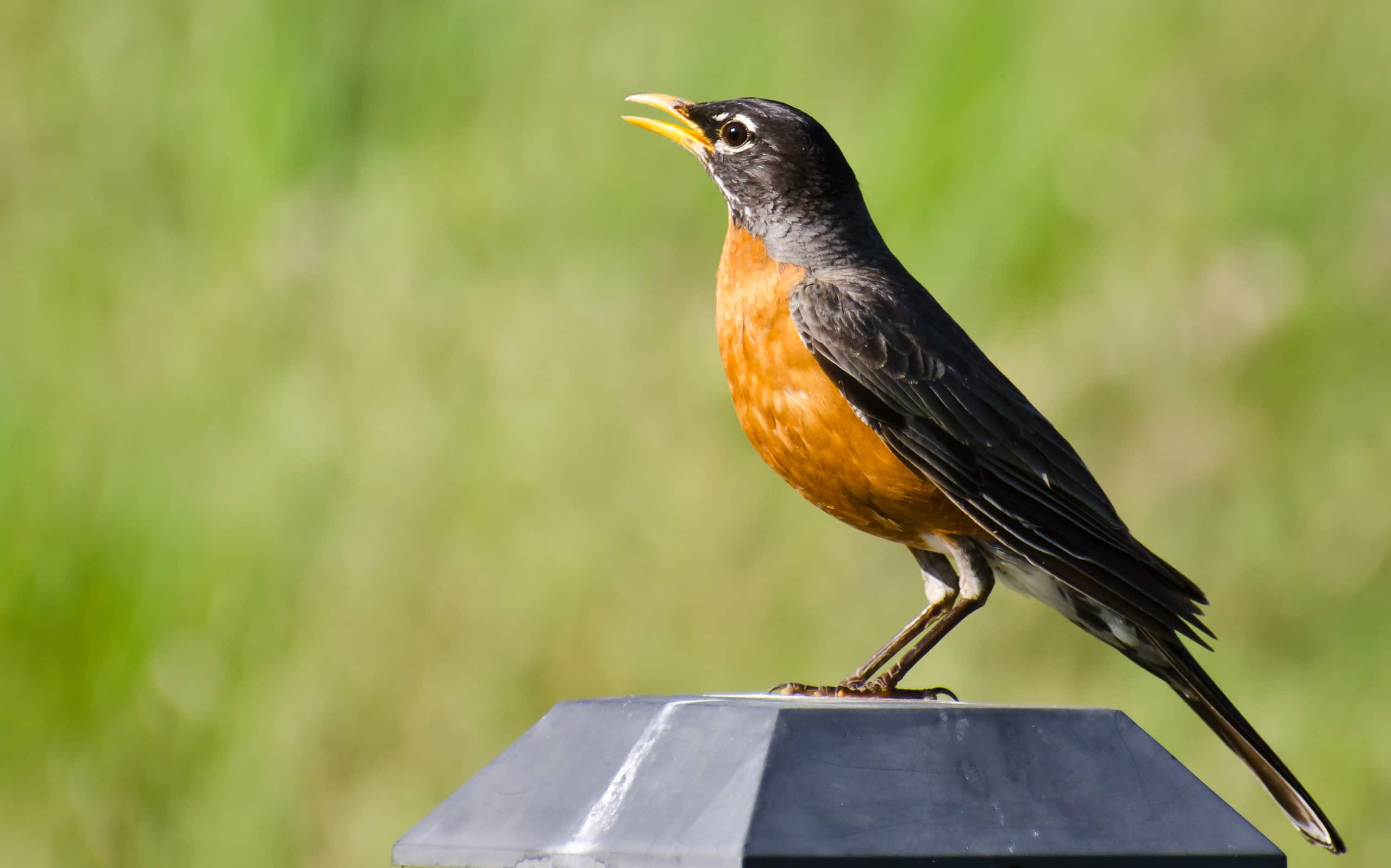 12 Birth Month Birds Here’s What Your Bird Symbolizes