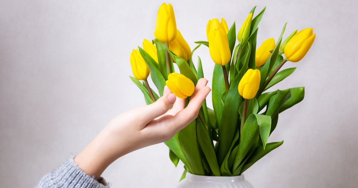 hold dine tulipaner friske og flotte i længere tid: tricket er gratis - men du skal bruge en 50-øre