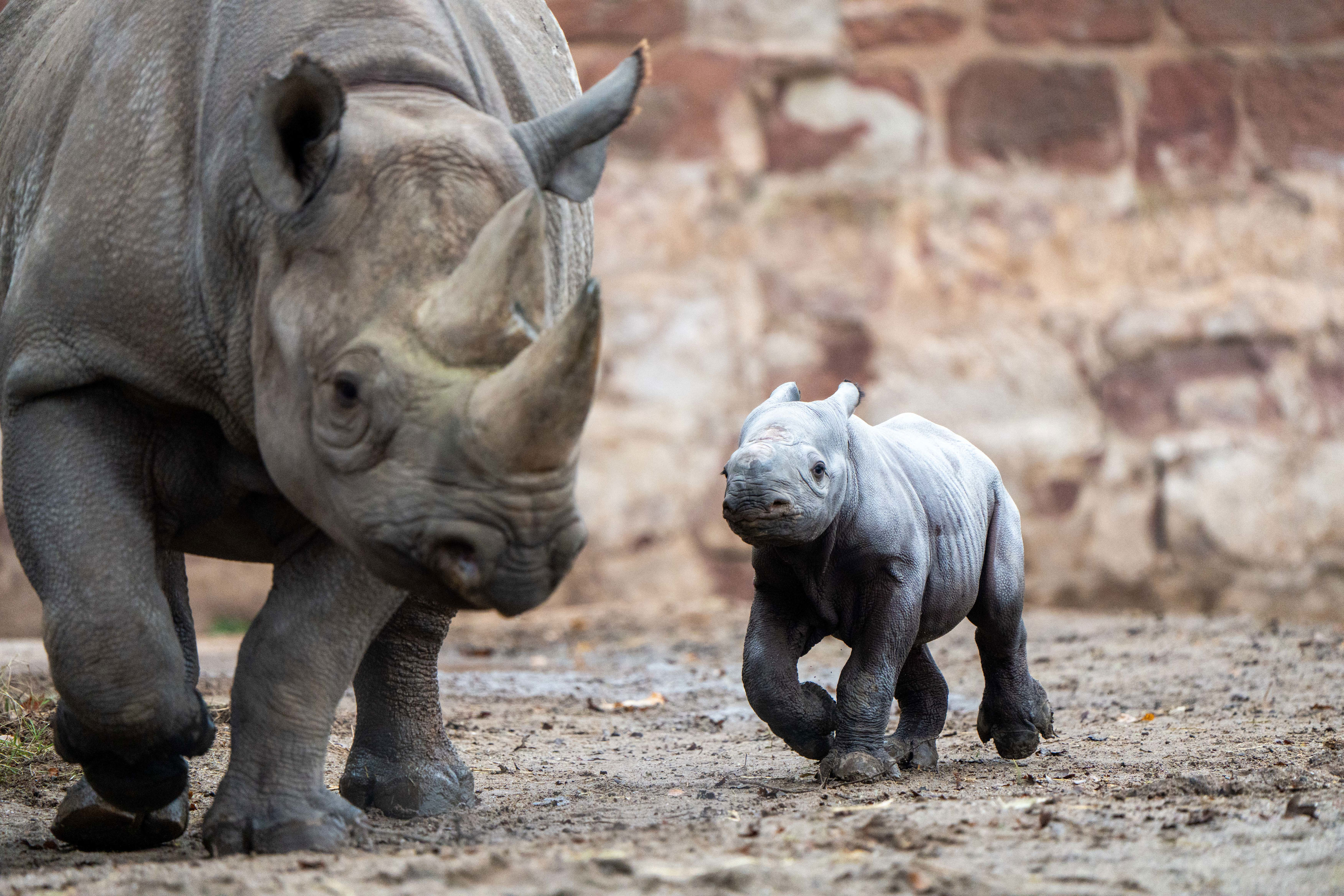 Сколько детенышей носорога родилось в 2001 году. Суматранский носорог детеныш. Белый носорог травоядный. Африканский носорог. Суматранский носорог спаривания.