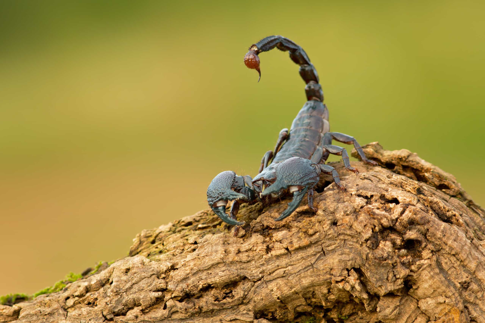 Фото скорпиона. Членистоногие Скорпион. Королевский Скорпион. Самый большой Скорпион. Скорпион в природе.